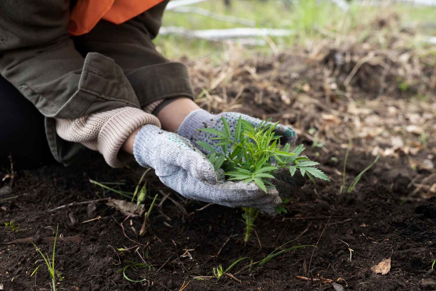 The Steps Involved in Our Tree Care Process in Richlandtown, PA